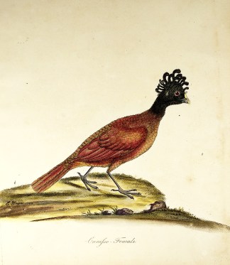 Curasso – Female. General / Global