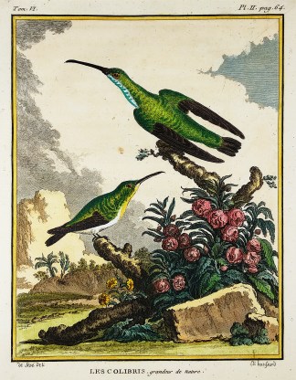 Les Colibris, grandeur de nature. General / Global