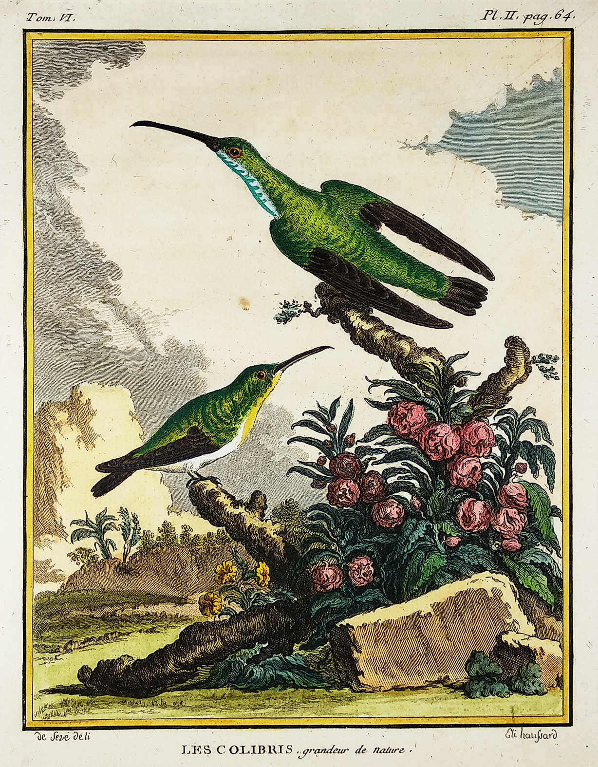 Les Colibris, grandeur de nature. - Antique Print from 1785