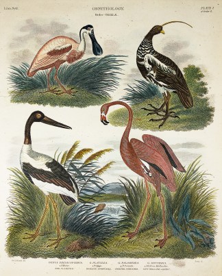 Order Grallae.Red flamingo, Roseate Spoo… General / Global