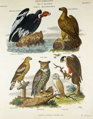 Owls, Vulture, Eagle & Hobby. BIRDS