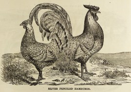 Silver Penciled Hamburgs. General