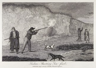 Sailors shoooting sea fowl. Dogs