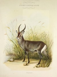 Menu – Union-Castle Line – Waterbuck MENUS & DINNER INVITATIONS Menu - Union-Castle Line - Waterbuck