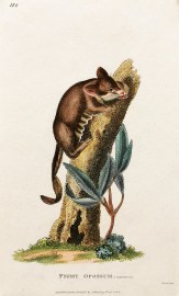Pygmy Opossum Australian - General