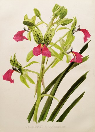Cymbidium Rhodochilum General / Global