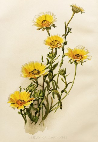 Tridax Gaillardioides. General / Global
