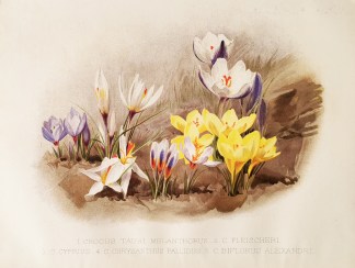 1. Crocus Tauri Melanthorus – 2. F… General / Global