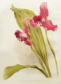 Lycaste Mary Gratrix