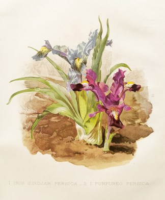 1. Iris Sindjar Persica – 2. I. Pu… General / Global