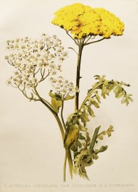 1. Achillea Lingulata. Var. Buglossis - 2. A. Clipeolata.