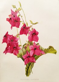 Nicotiana Sanderae