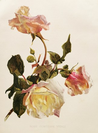 Rose Comtesse Vitali General / Global