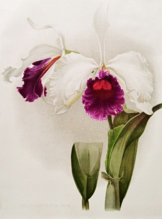 Laelio-Cattleya Rex General / Global