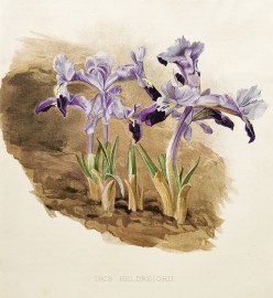 Iris Heldreichii. World - Nonindigenous General