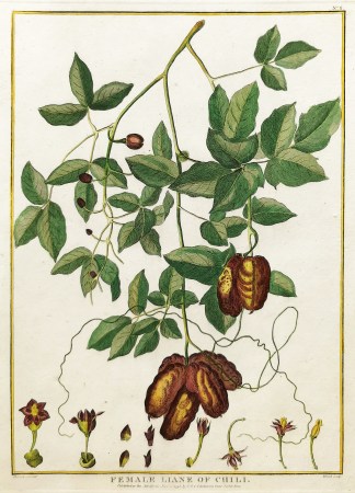 Female Liane of Chili. Fruits, Herbs, Medicinal, Spices, Vegetables
