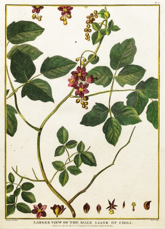 Larger View of the Male Liane of Chili. Fruits, Herbs, Medicinal, Spices, Vegetables