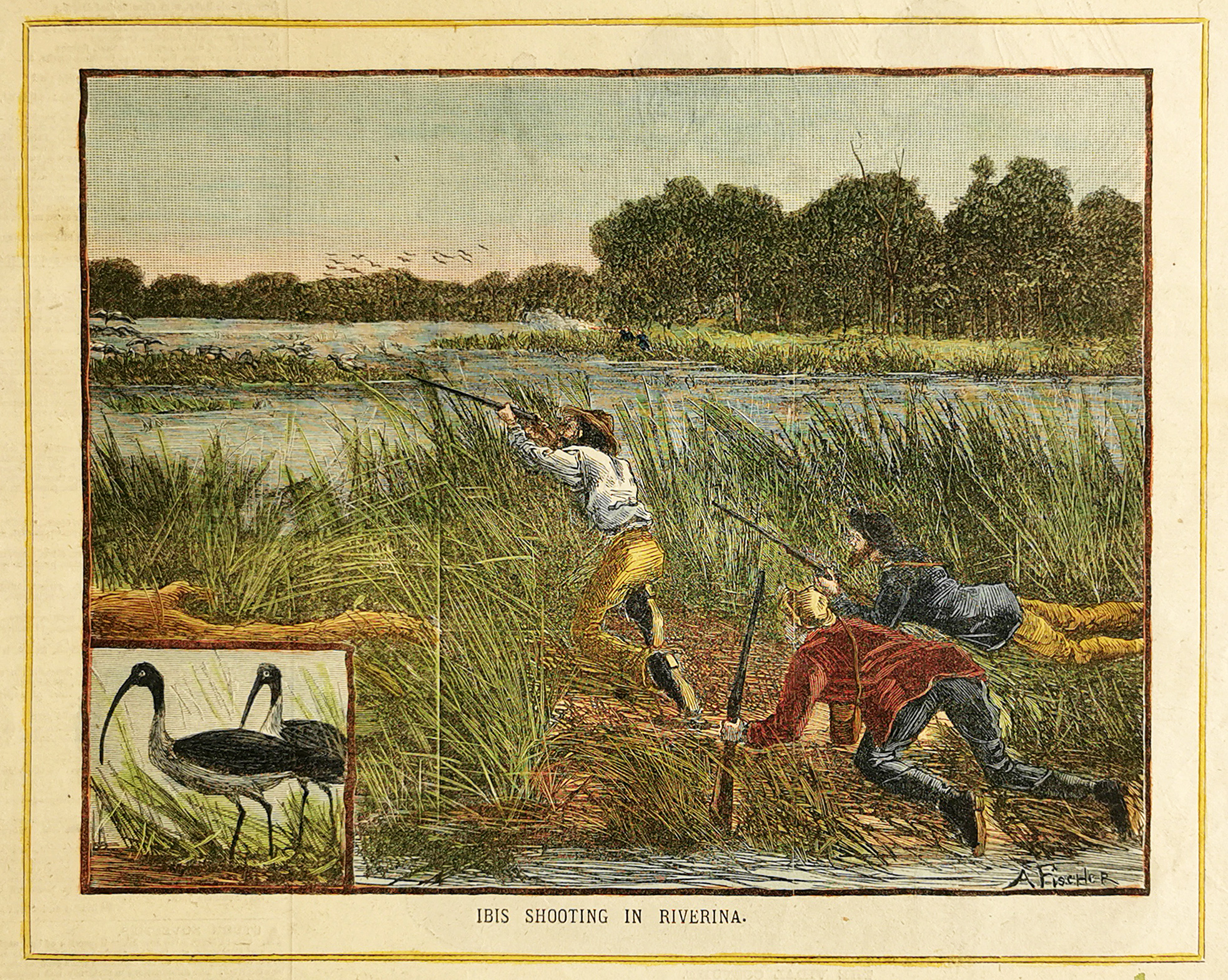 Ibis Shooting in Australia. - Antique Print from 1884
