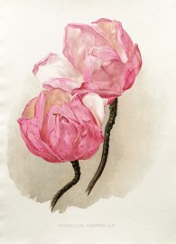 Magnolia Campbellii.