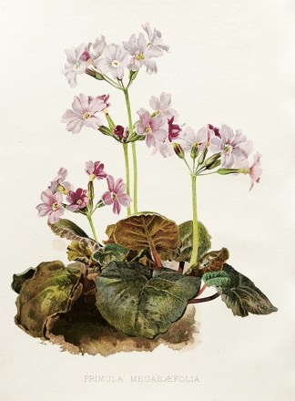 Primula Megasaefolia General / Global