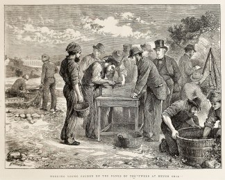 Marking Young Salmon on the Banks of the… Fishing - Trout, Salmon, etc