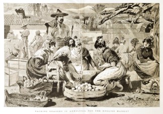 Packing Oranges in Andalusia for the Eng… Fruits, Herbs, Medicinal, Spices, Vegetables