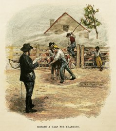 Seizing a Calf for Branding