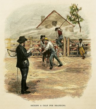 Seizing a Calf for Branding Australiana (General)