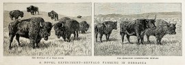 A Novel Experiment - Buffalo Farming in Nebraska.