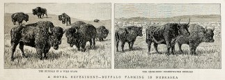 A Novel Experiment – Buffalo Farmi… General / Global