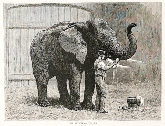 The morning toilet. General / Global