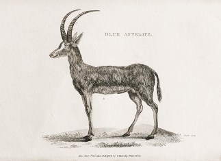 Blue Antelope. General / Global