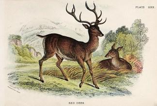 Red Deer General / Global
