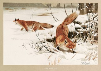 Common Fox General / Global