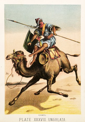 Camel General / Global