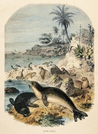 Monk Seals non-Australian Monk Seals