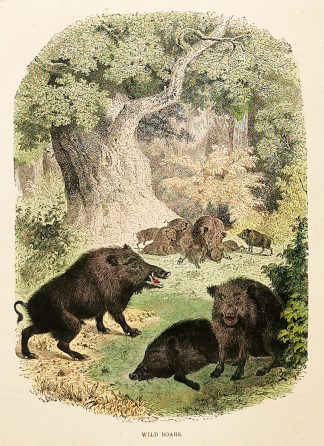 Wild Boars General / Global