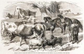 Dwarf African Ponies and Bretonne Cows a… General / Global