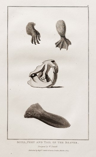 Scull, feet and tail of the Beaver Australian - General
