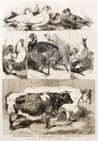 The Poultry and Cattle Show at Birmingha… General / Global