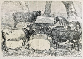 Prize Animals exhibited at the Meeting o… General / Global