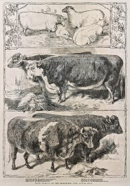 Prize Animals of the Smithfield Club Cattle Show. non-Australian Prize Animals of the Smithfield Club Cattle Show.