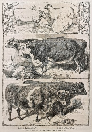 Prize Animals of the Smithfield Club Cat… General / Global