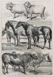 Prize Animals from the Royal Agricultural Society's Show in Battersea Park.