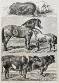 Prize Animals from the Royal Agricultural Society's Show in Battersea Park.