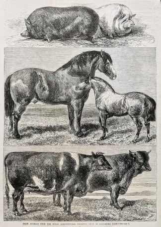 Prize Animals from the Royal Agricultura… General / Global