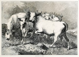 Chillingham Wild Cattle. non-Australian Chillingham Wild Cattle.