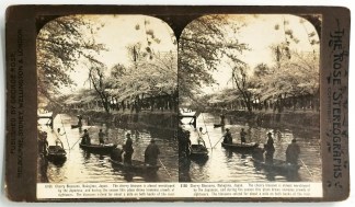 Cherry Blossoms, Mukojima, Japan. Foreign photographs