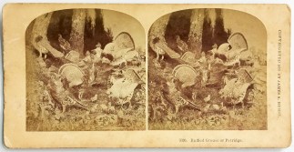 Ruffled Grouse or Patridge. General / Global