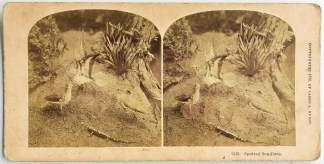 Spotted Sandlark. General / Global